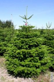 Nordman Fir