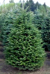 Noble Fir