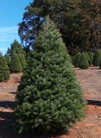 Douglas Fir